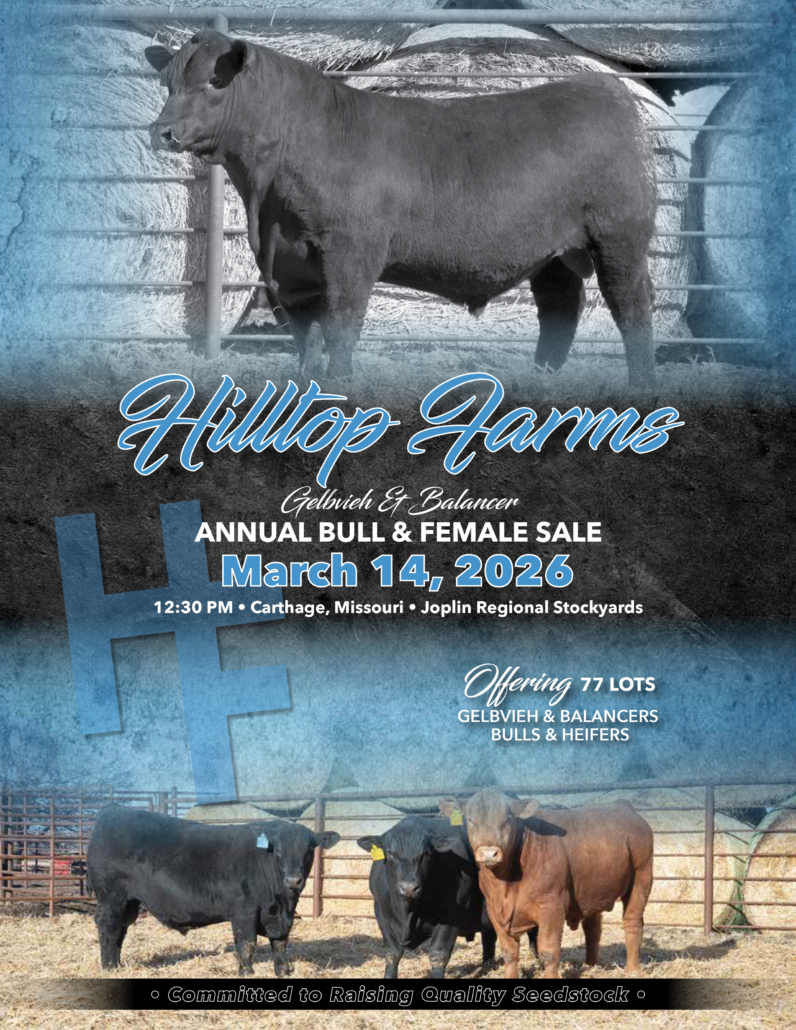 Hilltop_Gelbvieh_March2026_catalog_WEB_COVER